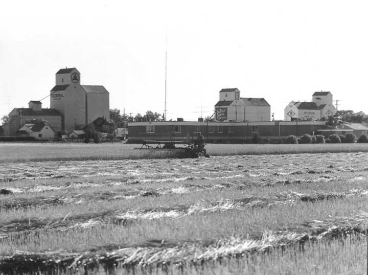 Swathing grain near a row of grain elevators
