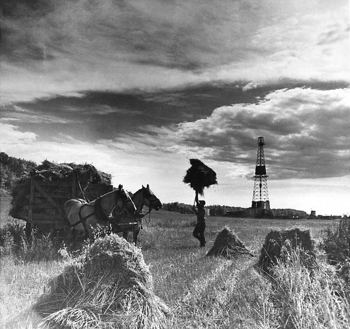 Farmer loading wheat onto a horse-drawn wagon near the Imperial Oil fields