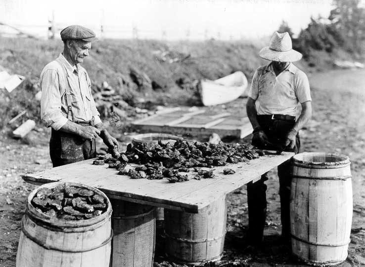 Cleaning oysters before they are packed in barrels for shipment