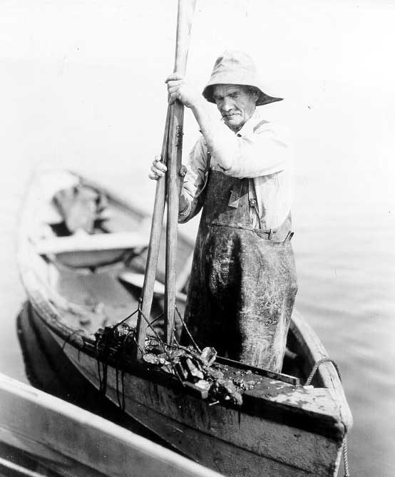 Harvesting oysters on Malpeque Bay