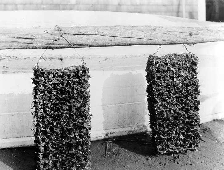 Bundles of oyster spat, 3 months old, growing on concrete spat collectors