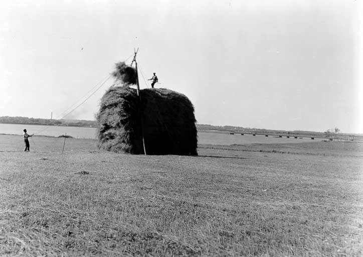 Stacking hay on shear poles