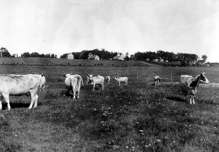 Cattle grazing in a field