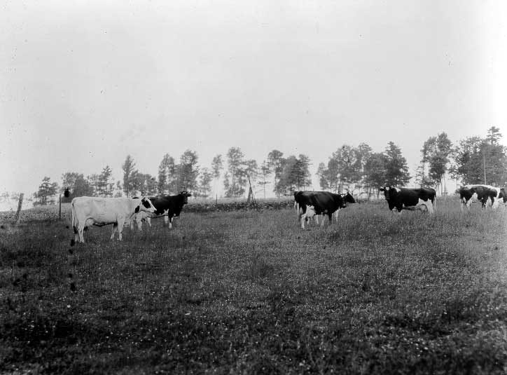 Herd of Holstein cattle