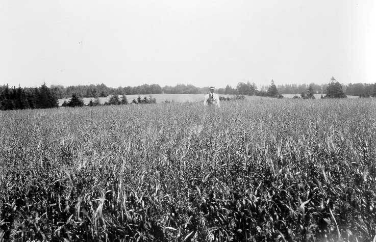 Field of mixed grains owned by Walter Leas