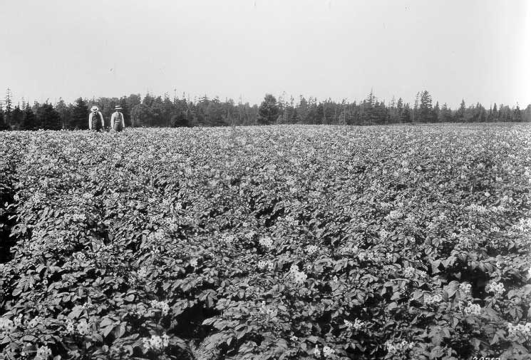 Field of potatoes owned by Walter Leas