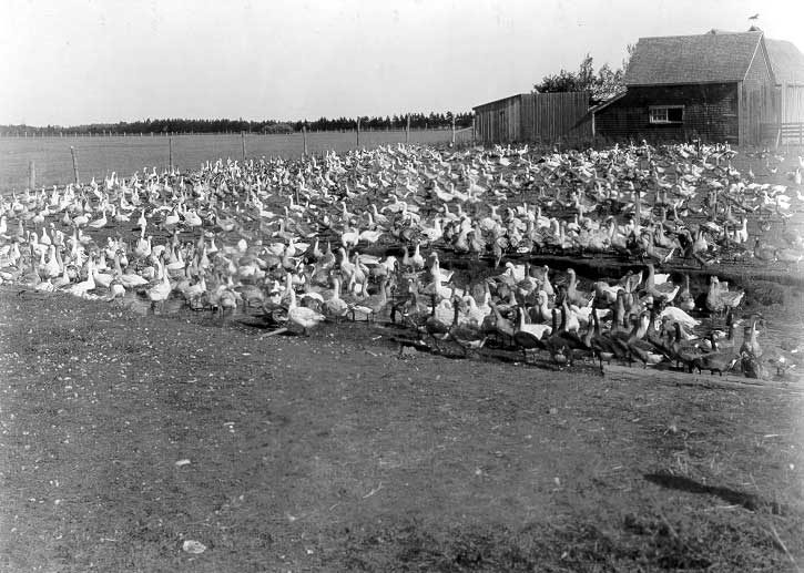 Geese farm, Albany, P.E.I.
