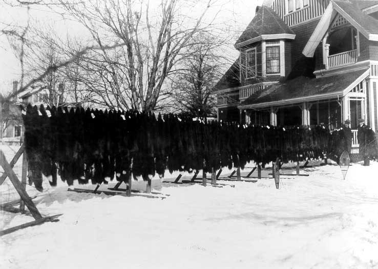 Hanging fox skin pelts