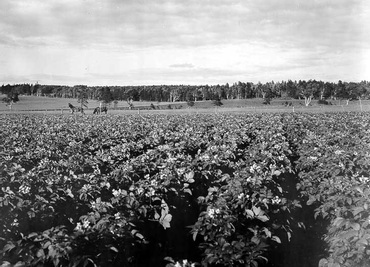 Potato field