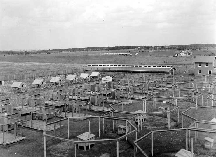 Fox ranch, near Southport, P.E.I.