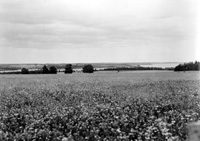 Countryside at Cardigan River