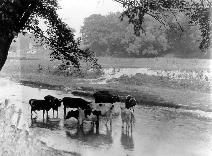 Cattle drinking water from a stream, Don Valley, Ontario