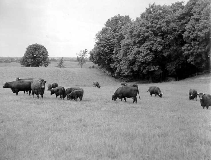 Shorthorn cows and calves grazing in a pasture