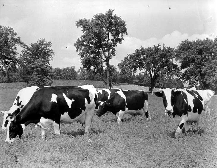 Milk cows grazing on second cut alfalfa