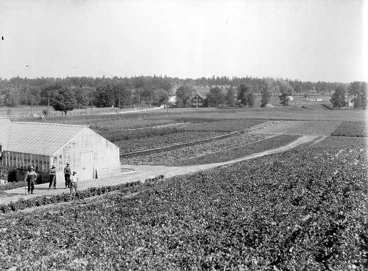 Field crops for market, Woodstock farm