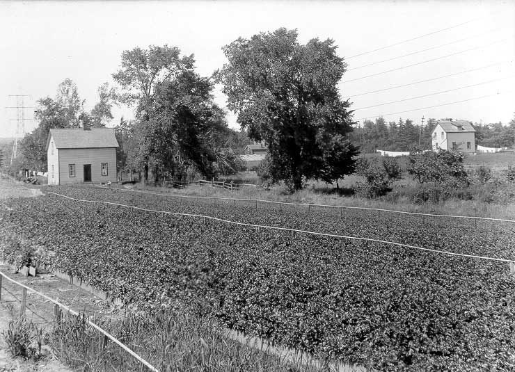 Celery plot with watering system located on a farm near Burlington, Ontario