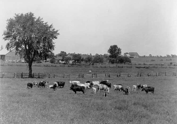 Dairy cattle, Guelph, Ontario