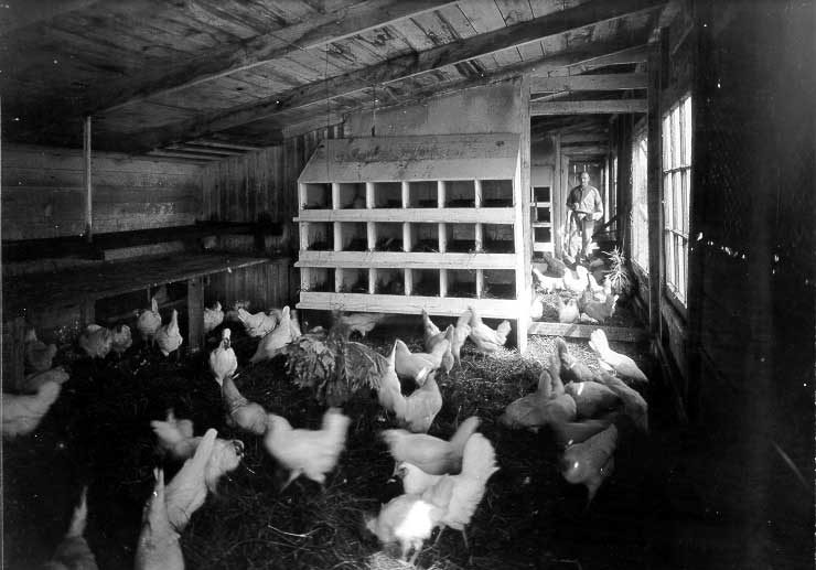 Interior of hen house in Erindale, Ontario
