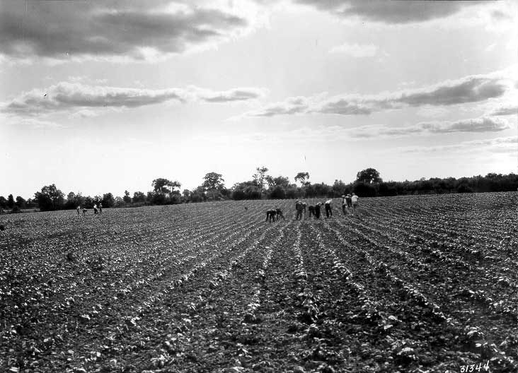 Part of an eleven acre field of beans at the Canadian Canners Factory