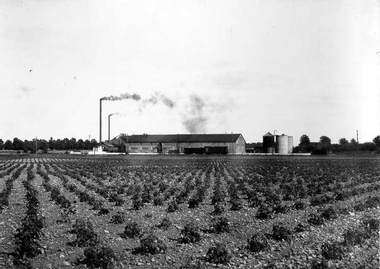 View of the Canadian Canners Factory adjacent to ten acres of tomatoes