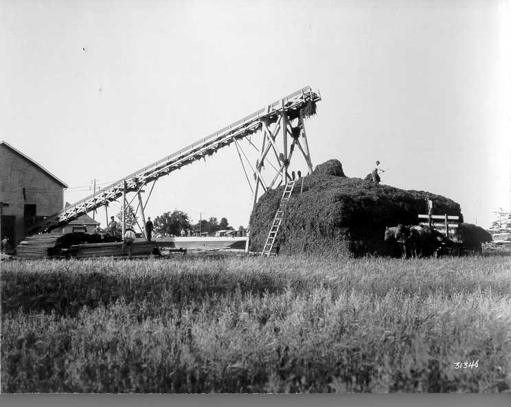 Stacking pea vine at cannery factory