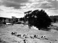 Cows grazing along the Kennebecasis River, near Sussex