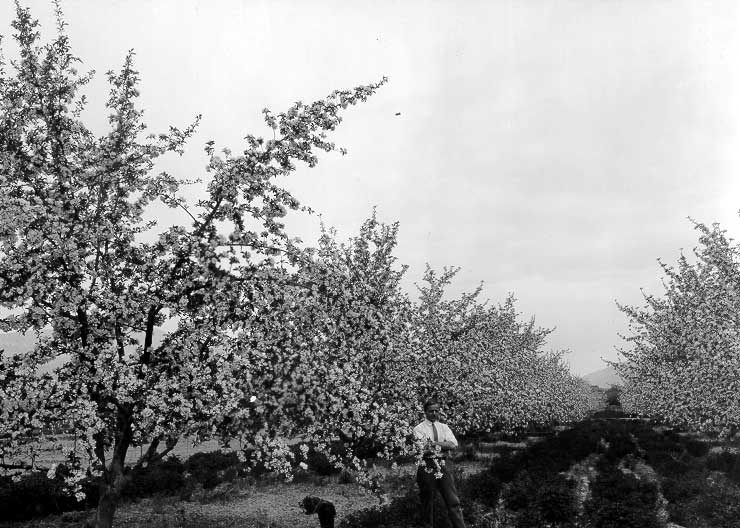 Apple orchard, Kelowna, B.C.