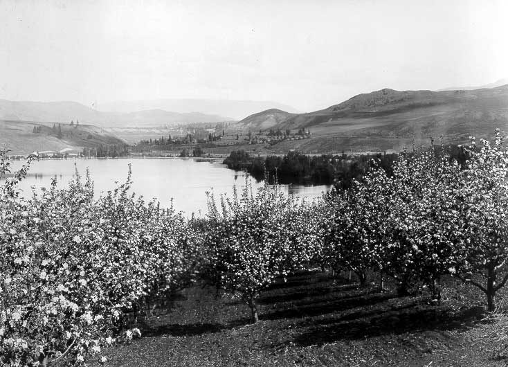 Fruit orchard overlooking Kalamalka Lake