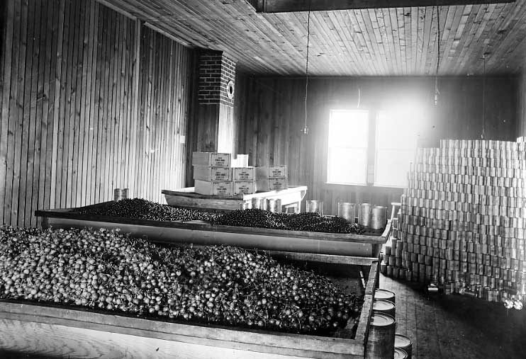 Interior of a cannery, Vernon, B.C.