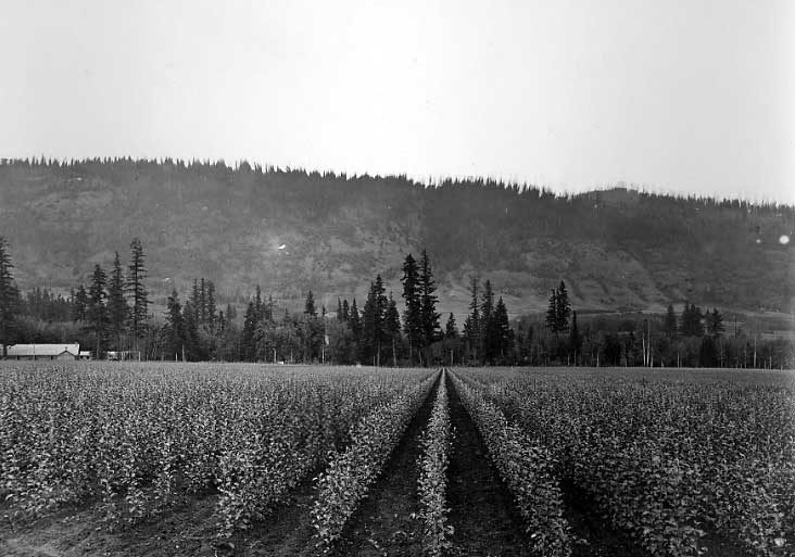 Fruit orchard, Vernon, B.C.
