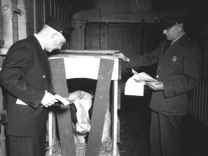 U.S. Customs officers inspect a cow on a Central Vermont Railway train.
