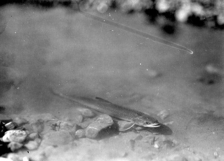 Speckled trout, Maligne River