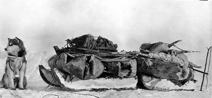 Husky tied to packed, two-piece Inuit dog sled.
Original caption: