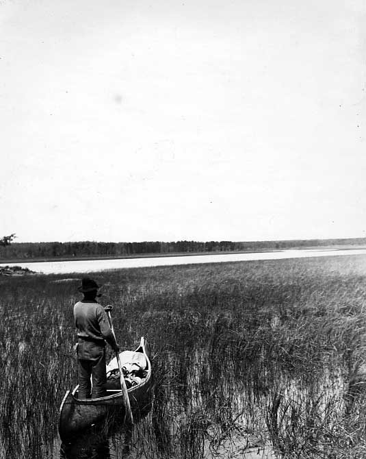 Ojibwa man harvesting rice (manomin) from his birch bark canoe