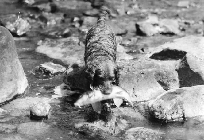 Dog catching a fish, Mud River