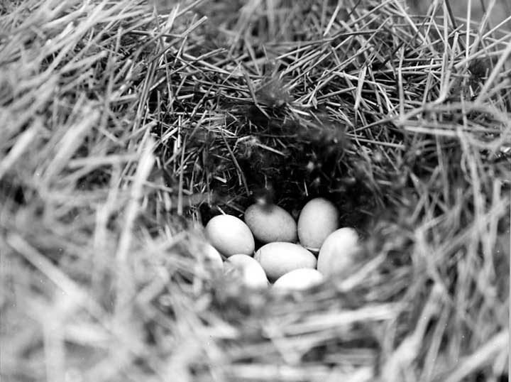 Mallard eggs in a nest
