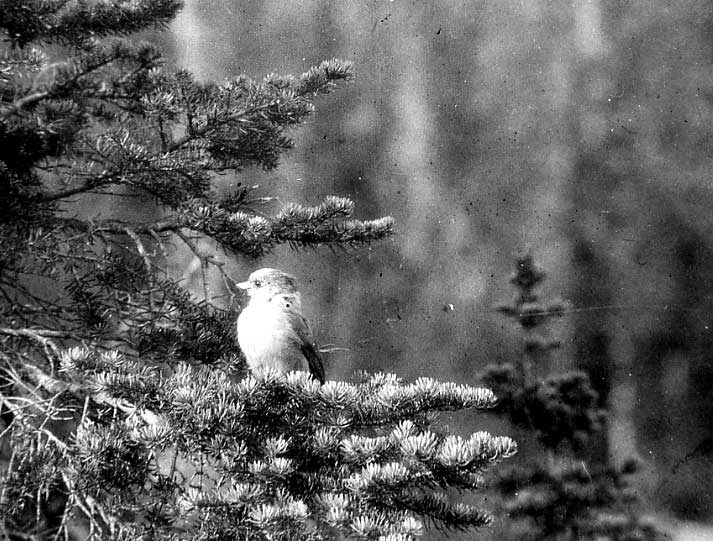 Canada Jay (Whiskey Jack)
