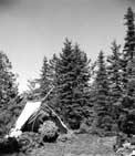 Camper preparing a balsam bough bed