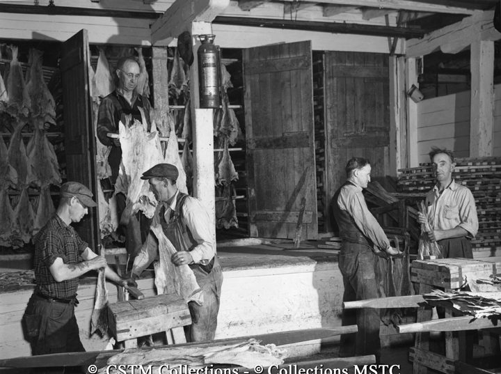 Preparing cod for drying at the Job Brothers and Co. Fish Plant