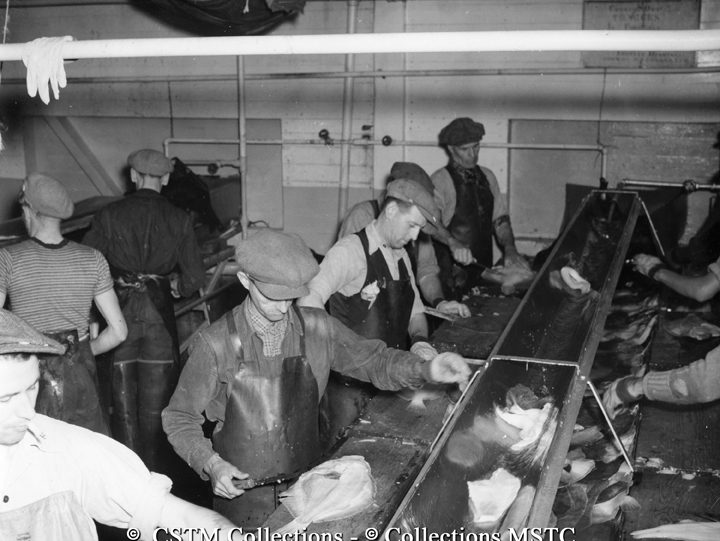 Filleting fish at the Job Brothers and Co. Ltd. Fish Plant