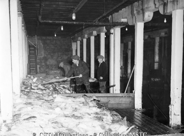 Icing fish in storage at the Job Brothers and Co. Ltd. Fish Plant