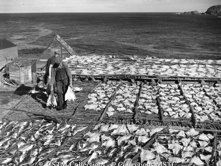 Fishermen of Pouch Cove place cod on fishing flakes to dry