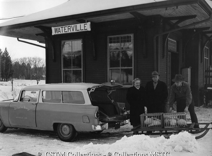 Transporting chicken for resale, Waterville Station