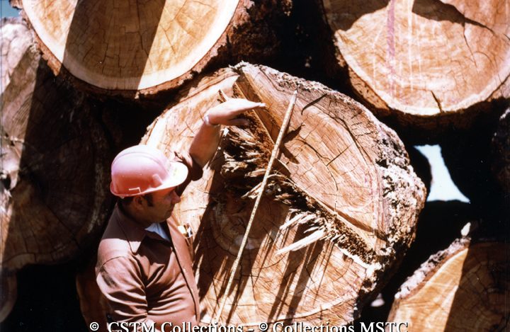 Measuring the diameter of a tree trunk