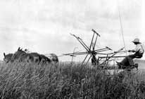 Cutting wheat at Dauphin, Manitoba