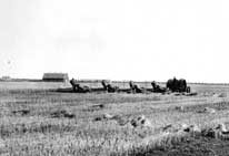 Cutting wheat with four binders hauled by a tractor