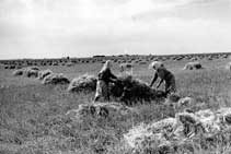 Stooking in the Portage Plains area of Manitoba