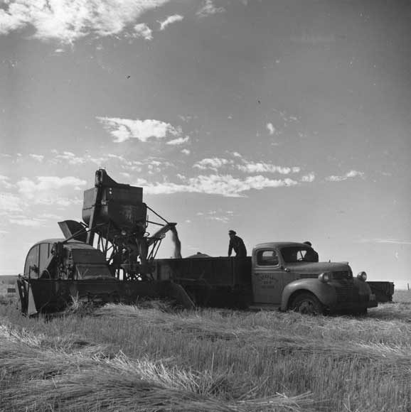 Emptying a combine into a grain truck