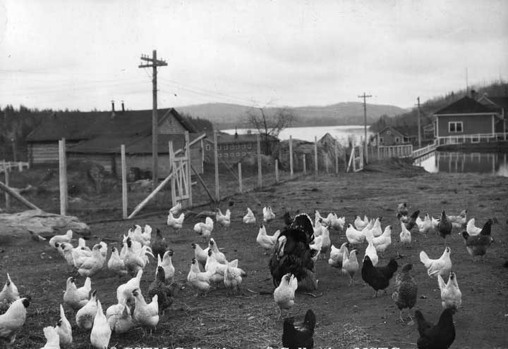 Chickens at Windigo, Quebec