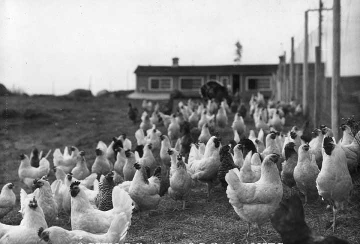 Chickens at Windigo, Quebec